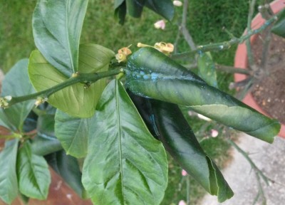 particolare foglia arrotolata / foglia arrotolata.jpg foglia arrotolata.jpg