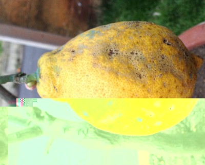 particolare frutto / frutto.jpg frutto.jpg