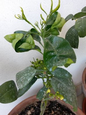 2014-04-09 12.48.51 (600x800).jpg (289.6 KiB) Osservato 775 volte 2014-04-09 12.48.51 (600x800).jpg