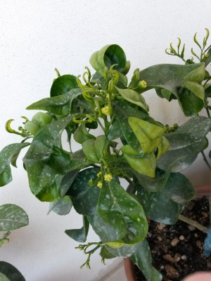 2014-04-09 12.49.02 (600x800).jpg (265.57 KiB) Osservato 775 volte 2014-04-09 12.49.02 (600x800).jpg