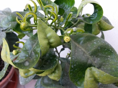 2014-04-09 12.49.34 (800x600).jpg (261.65 KiB) Osservato 775 volte 2014-04-09 12.49.34 (800x600).jpg