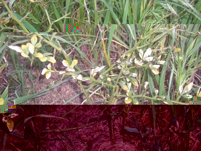 100_1235.JPG (325.07 KiB) Osservato 833 volte 100_1235.JPG