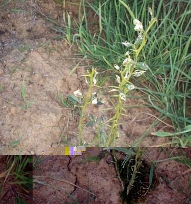 100_1236.JPG (361.03 KiB) Osservato 833 volte 100_1236.JPG