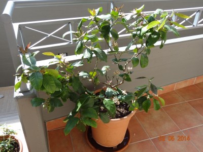 limone1.jpg (328.78 KiB) Osservato 1438 volte limone1.jpg