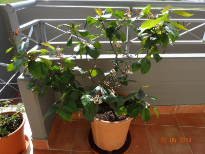limone2.jpg (344.01 KiB) Osservato 1438 volte limone2.jpg