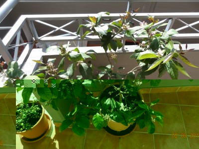 limone3.jpg (353.38 KiB) Osservato 1438 volte limone3.jpg