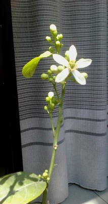 cedro a inizio fioritura / cedro inizio.jpg cedro inizio.jpg