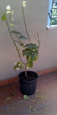 cedro con caduta fiori e boccioli / cedro caduta fiori.jpg cedro caduta fiori.jpg