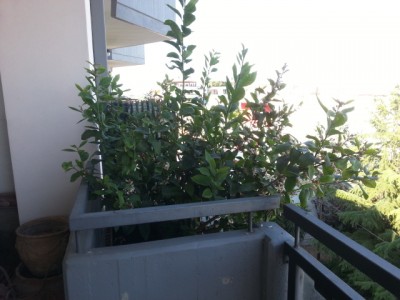 giugno 2014 / 20140605_171159.jpg 20140605_171159.jpg