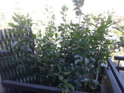 giugno 2014 02 / 20140605_171209.jpg 20140605_171209.jpg