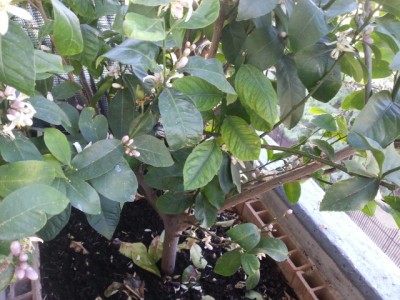 giugno 2014 03 / 20140605_171215.jpg 20140605_171215.jpg