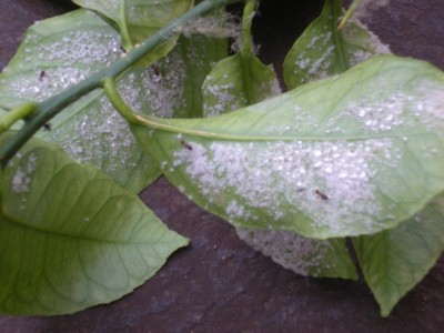 DSCN3429_01.JPG (137.54 KiB) Osservato 745 volte DSCN3429_01.JPG