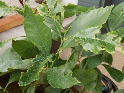 DSCN0403.JPG (215.2 KiB) Osservato 4969 volte DSCN0403.JPG