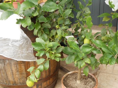 DSCN0401.JPG (263.93 KiB) Osservato 4969 volte DSCN0401.JPG