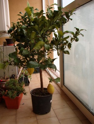 IM002857.JPG (210.09 KiB) Osservato 4969 volte IM002857.JPG