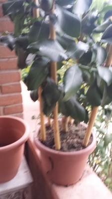 20140713_201906.jpg (59.55 KiB) Osservato 644 volte 20140713_201906.jpg
