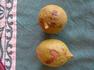 limoni 3/4 cm con lesioni / rps20141005_235729.jpg rps20141005_235729.jpg