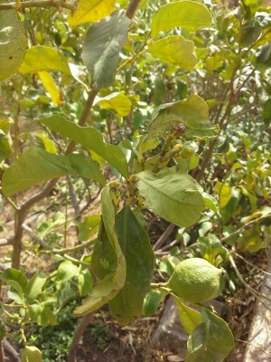foglie e frutticini / rps20141006_000101.jpg rps20141006_000101.jpg
