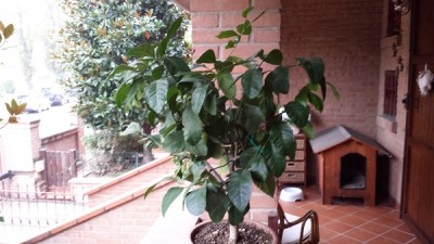 20141011_111315.jpg (108.08 KiB) Osservato 1117 volte 20141011_111315.jpg