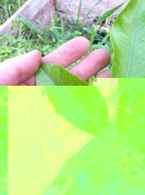 agr1.JPG (97.6 KiB) Osservato 603 volte agr1.JPG
