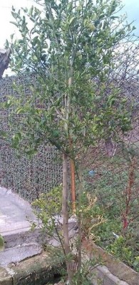 mandarino / 7ok.jpg 7ok.jpg