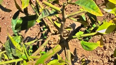 P_20141127_111147_HDR.jpg (96.14 KiB) Osservato 611 volte P_20141127_111147_HDR.jpg