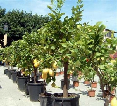 Fiesole4.jpg (38.15 KiB) Osservato 591 volte Fiesole4.jpg