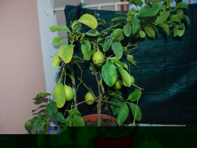 0307.JPG (299.48 KiB) Osservato 736 volte 0307.JPG