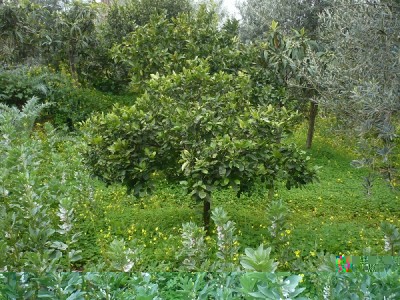 P1050549.JPG (220.01 KiB) Osservato 978 volte P1050549.JPG