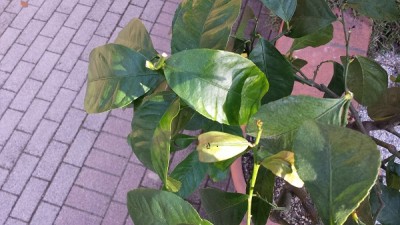 20150329_092237.jpg (111.37 KiB) Osservato 798 volte 20150329_092237.jpg