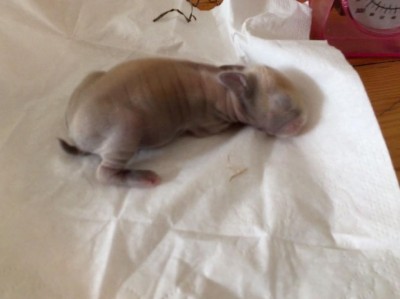 Quando l’ho preso però sembrava stesse cercando da mangiare, perché ha fatto un piccolo versettino... forse perché pensava fosse la mamma / F09D92B1-112C-4419-98E1-3132062C7882.jpeg F09D92B1-112C-4419-98E1-3132062C7882.jpeg