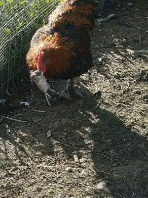 Gallo Marans con preda nel becco.. / IMG_20161219_142125175.jpg IMG_20161219_142125175.jpg