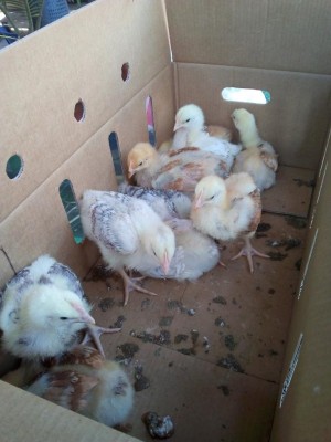 IMG_20180405_145631.jpg (78.78 KiB) Osservato 1327 volte IMG_20180405_145631.jpg