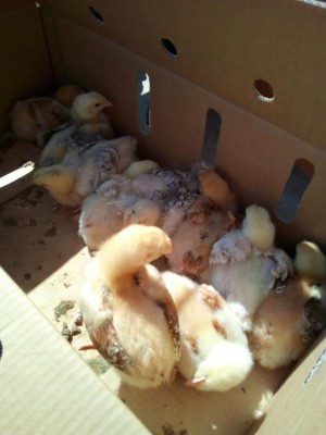 IMG_20180405_145517.jpg (57.67 KiB) Osservato 1327 volte IMG_20180405_145517.jpg