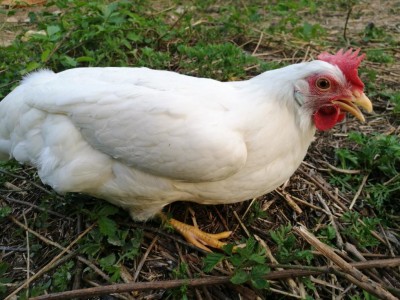 Eccola una delle.livornesi (ce né un altra con la cresta molto piu piegata / IMG_20180420_193826.jpg IMG_20180420_193826.jpg