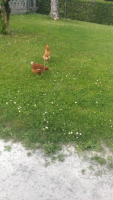 Le.isa al pascolo / IMG_20180426_193708.jpg IMG_20180426_193708.jpg