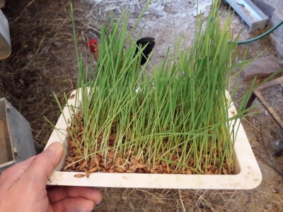 20180530_144950.jpg (122.04 KiB) Osservato 2254 volte 20180530_144950.jpg