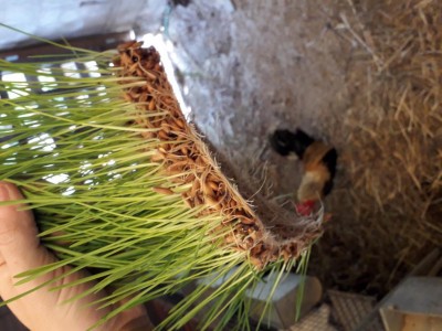 20180530_145001.jpg (99.58 KiB) Osservato 2254 volte 20180530_145001.jpg