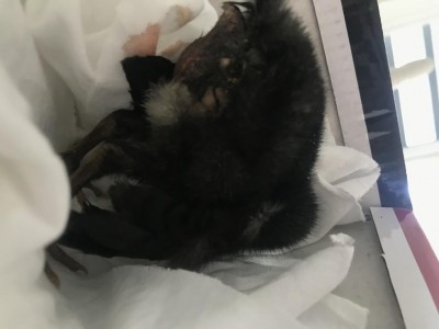 59AB18CC-4621-411E-B5C1-437431B27772.jpeg (42.96 KiB) Osservato 1735 volte 59AB18CC-4621-411E-B5C1-437431B27772.jpeg