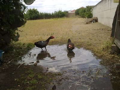 120620121200.jpg (70.34 KiB) Osservato 1041 volte 120620121200.jpg