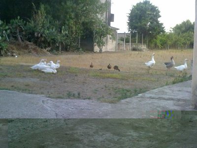 190720121420.jpg (46.57 KiB) Osservato 1105 volte 190720121420.jpg