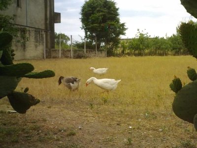 120620121208.jpg (48.82 KiB) Osservato 1105 volte 120620121208.jpg