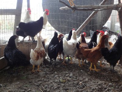 foto di gruppo 2.jpg (137.69 KiB) Osservato 3782 volte foto di gruppo 2.jpg