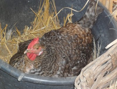 grigia in cova.jpg (128.44 KiB) Osservato 3714 volte grigia in cova.jpg