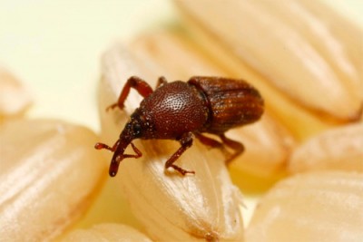 5-005208-05_2.jpg (44.98 KiB) Osservato 8255 volte 5-005208-05_2.jpg