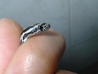 20180628_234706.jpg (45.86 KiB) Osservato 4000 volte 20180628_234706.jpg