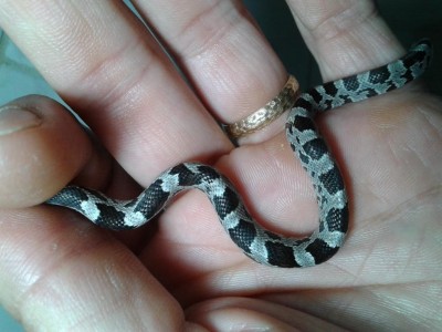 20180628_234728.jpg (88.56 KiB) Osservato 4000 volte 20180628_234728.jpg