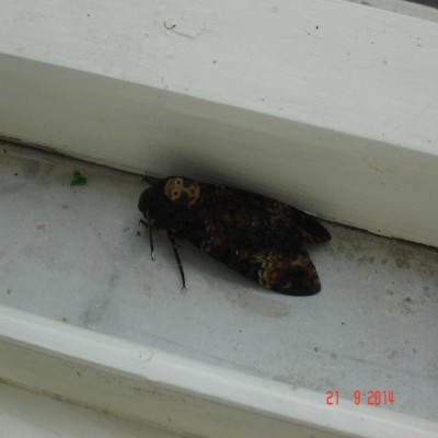 DSC02326.jpg (360.77 KiB) Osservato 7990 volte DSC02326.jpg