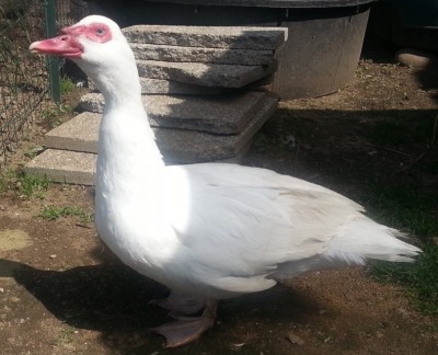 Guendalina / WP_20150415_003.jpg WP_20150415_003.jpg