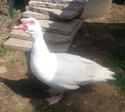 Guendalina mentre soffia / WP_20150415_002.jpg WP_20150415_002.jpg